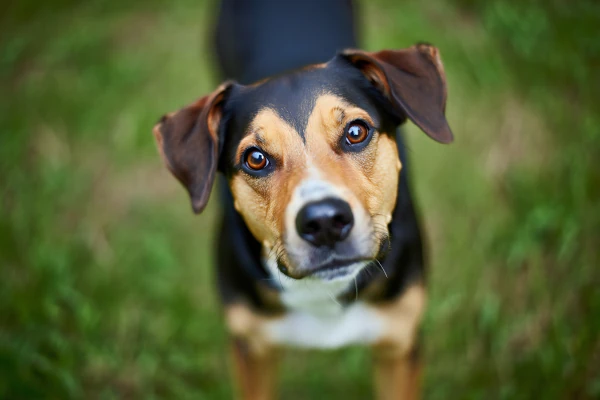 Sonde met die Honde  - Jossie
