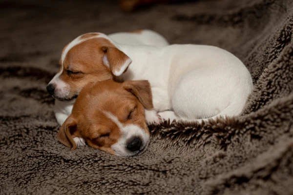 Sonde met die Honde - Ruben & Benjamin